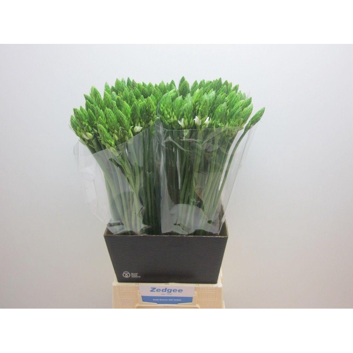 <h4>Ornit Thyrsoides</h4>