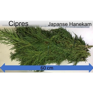 CRYPTOM J CRISTAT BS