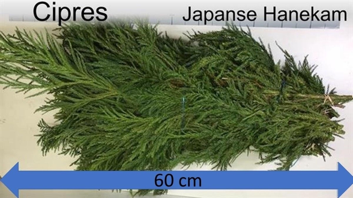 <h4>CRYPTOM J CRISTAT BS</h4>