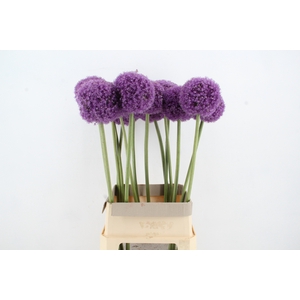 ALLIUM GIGANTEUM XL
