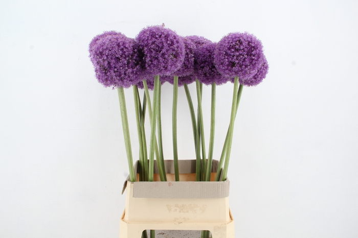 <h4>ALLIUM GIGANTEUM XL</h4>