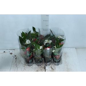 ANTHURIUM VARIADO P06