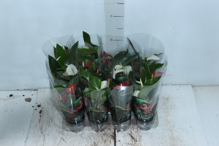 <h4>ANTHURIUM VARIADO P06</h4>