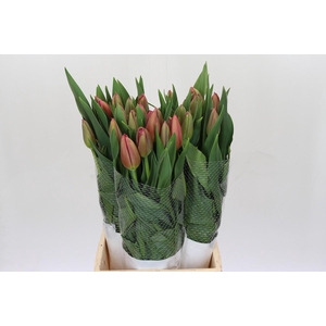 Tulipa en (Frans) Renown