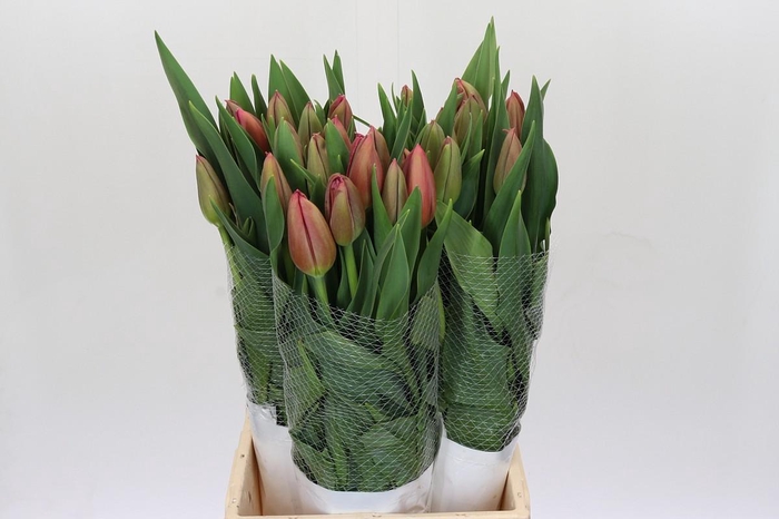 <h4>Tulipa en (Frans) Renown</h4>