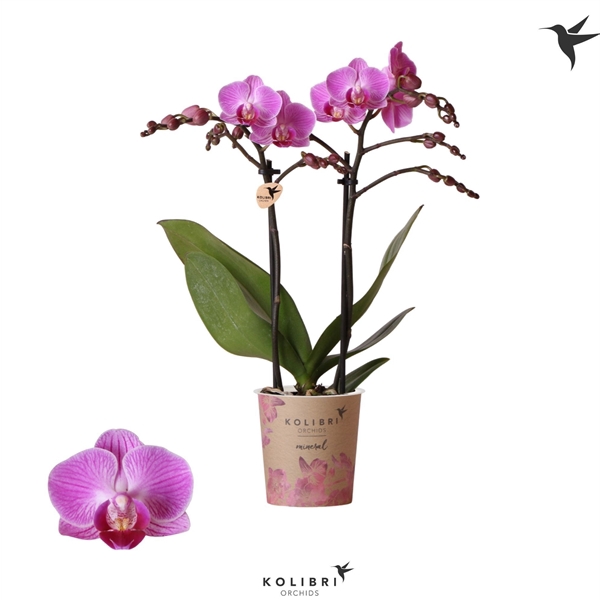 <h4>Kolibri Orchids Phalaenopsis Vienna 2 spike</h4>