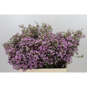 Chamelaucium Pirouette