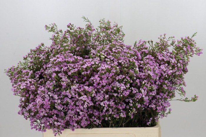 <h4>Chamelaucium Pirouette</h4>