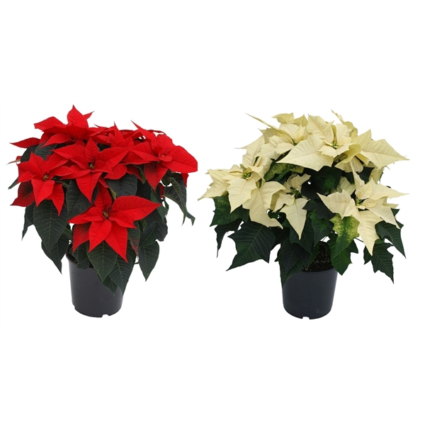 <h4>Euphorbia pulcherrima gemengd</h4>