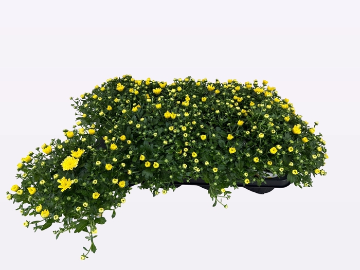 <h4>CHRY DITTO LEMON</h4>