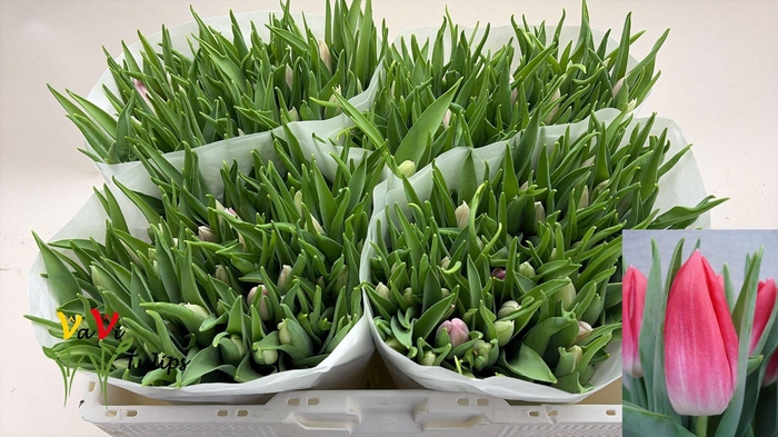 <h4>TU EN BOLROYAL PINK</h4>