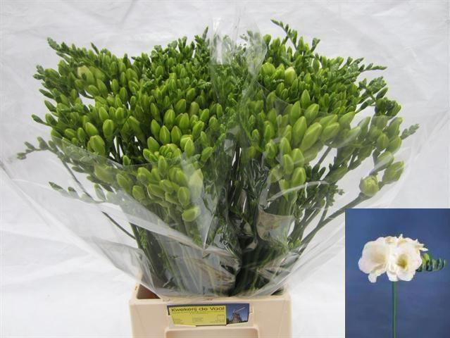 <h4>FR DU VERSAILLES</h4>