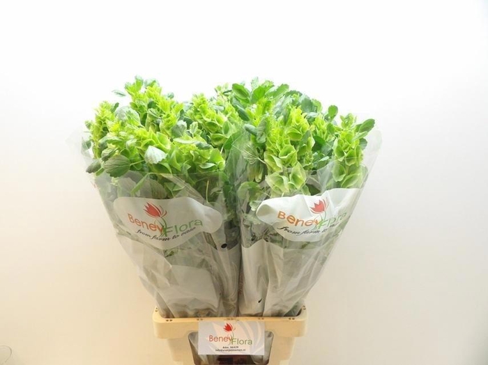 <h4>Moluccella Stuk</h4>