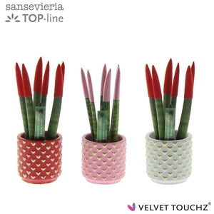 Sansevieria VELVET TOUCHZ® Liefde mix in pot Kaya