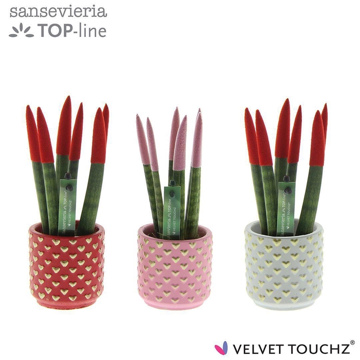 <h4>Sansevieria VELVET TOUCHZ® Liefde mix in pot Kaya</h4>