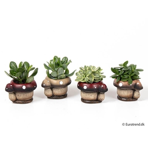 E 3116 met Succulenten mix 6 cm