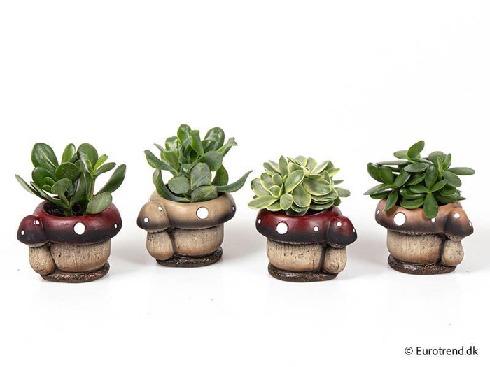 <h4>E 3116 with Succulent mix P6</h4>