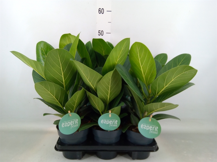 <h4>Ficus benghalensis 'Audrey'</h4>