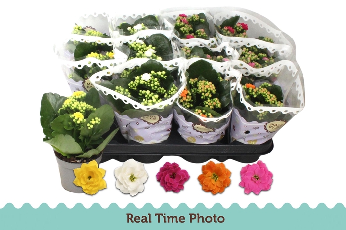 <h4>KAL GE GEM 5 KL</h4>