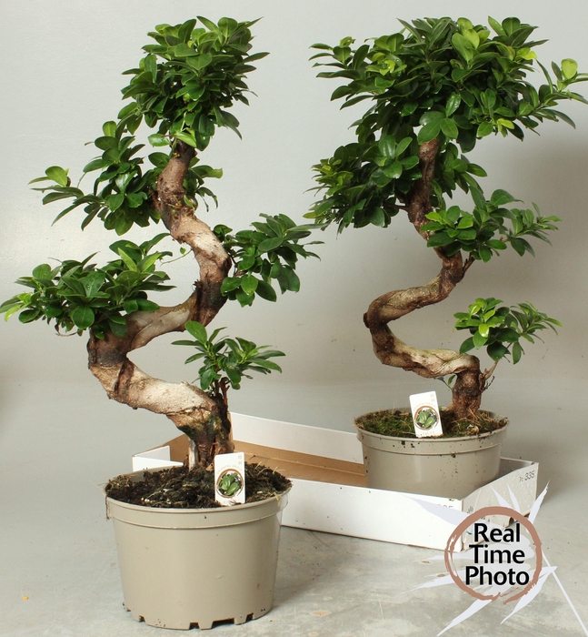 <h4>FIC MI GINSENG</h4>