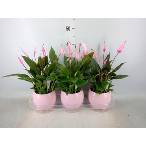 Spathiphyllum  'Bellini'