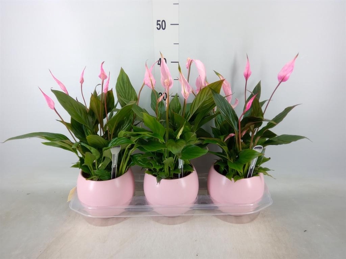 <h4>Spathiphyllum  'Bellini'</h4>