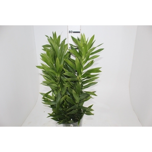 FOLHAGEM DRACENA PLEOMELE VERDE