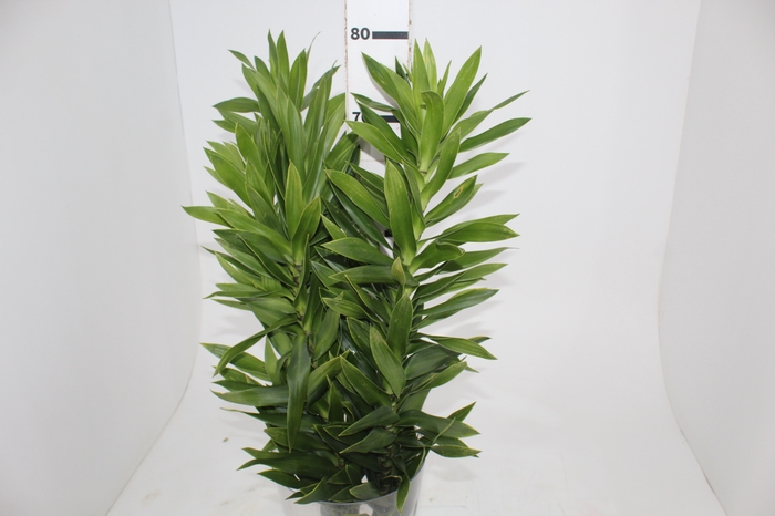 <h4>FOLHAGEM DRACENA PLEOMELE VERDE</h4>
