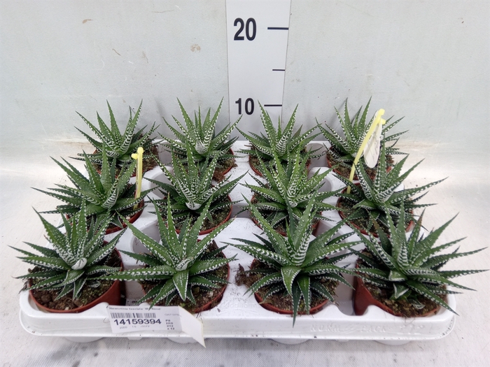 <h4>Haworthia fasciala 'Big Band'</h4>