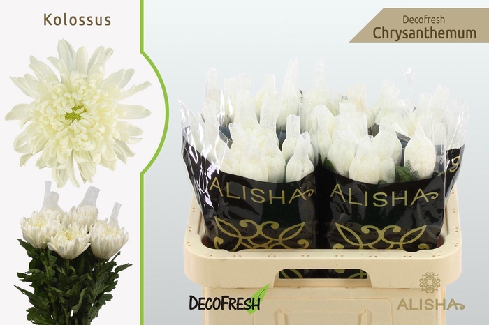 <h4>Chr g Kolossus</h4>