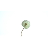 Dried Bleached Dandelion Regular Cappuccino