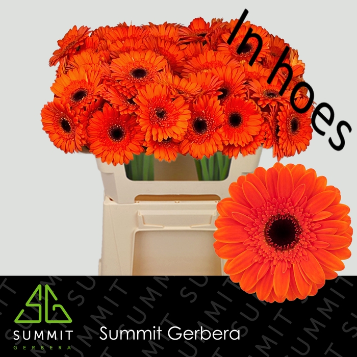 <h4>Gerbera mini Nemo</h4>