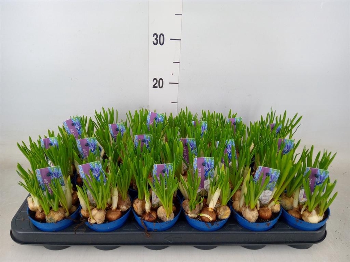 <h4>Bolbloemen   ...mix</h4>