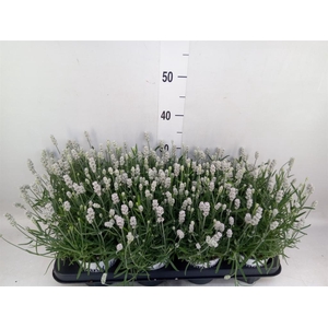 Lavandula angus. 'Aromatico Silver'