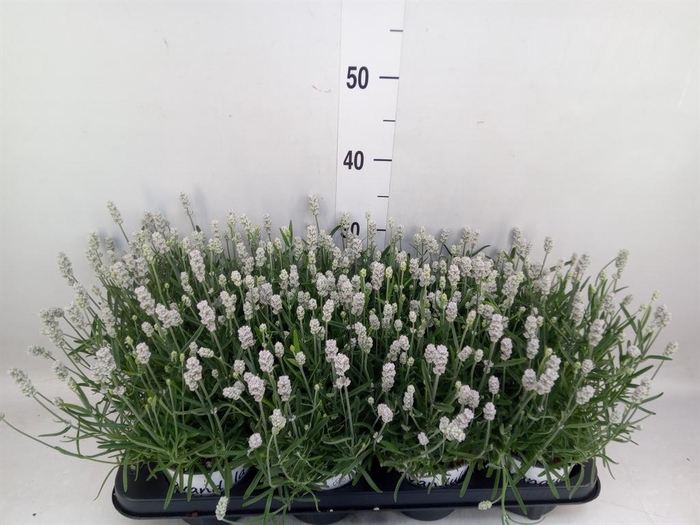 <h4>Lavandula angus. 'Aromatico Silver'</h4>
