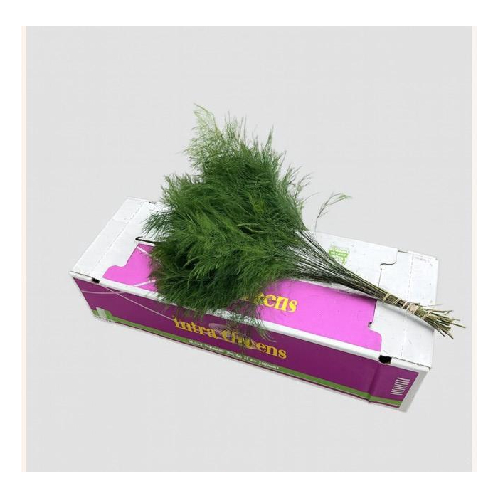 <h4>TREEFERN CR X 15</h4>