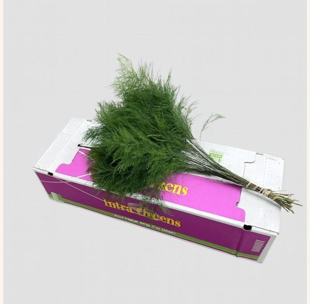 <h4>TREEFERN CR X 15</h4>