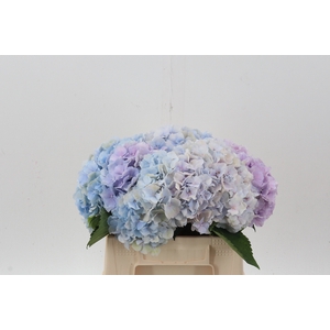 Hydr M Ch Verena Bl / lavendel