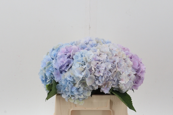<h4>Hydr M Ch Verena Bl / lavendel</h4>
