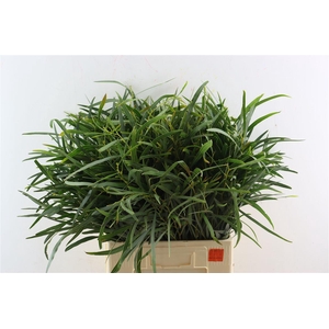 Euca Nicoly 300gr S A P Bunch