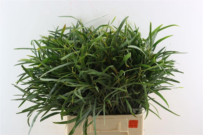 <h4>Euca Nicoly 300gr S A P Bunch</h4>