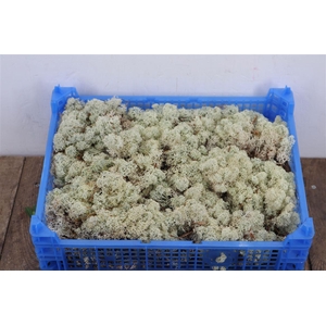 Mos Ijslands Mos P Krat