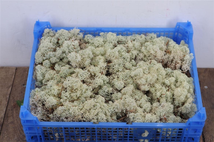 <h4>Mos Ijslands Mos P Krat</h4>