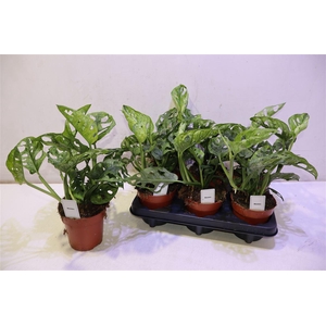 Monstera Adansonii Mint