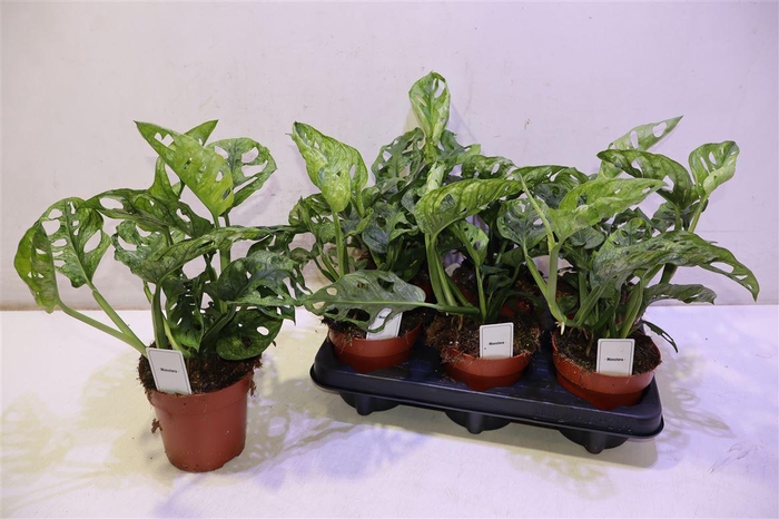 <h4>Monstera Adansonii Mint</h4>