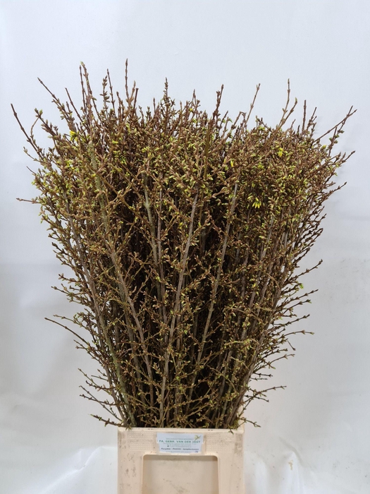 <h4>FORSY I SPECTABILIS</h4>