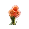 PROTEA RED PINCUSHION