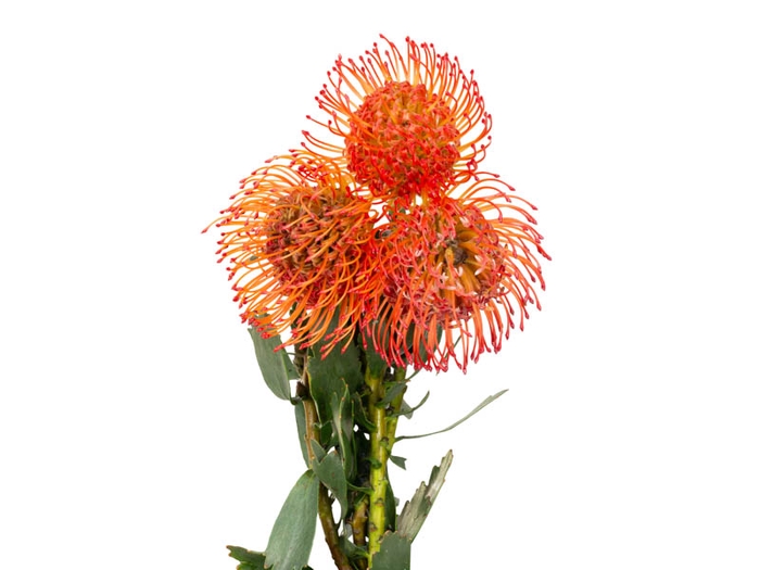 PROTEA RED PINCUSHION