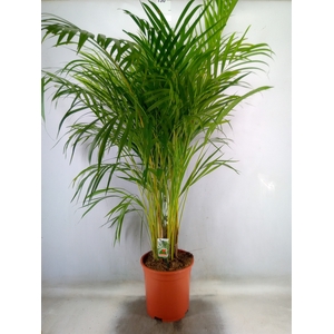 Dypsis lutescens   ...Chrysalidoca
