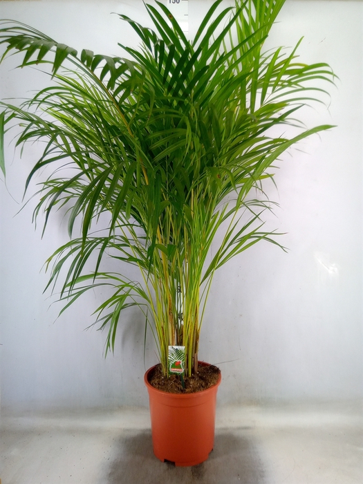 <h4>Dypsis lutescens   ...Chrysalidoca</h4>